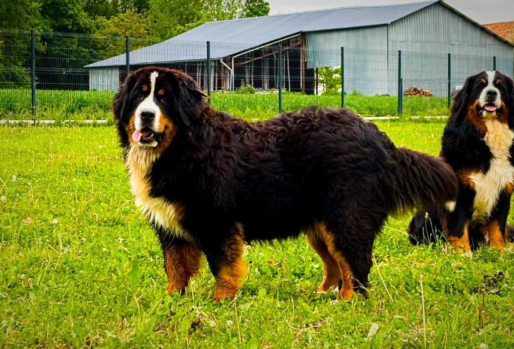 Vava boum Du Domaine De Laquerie