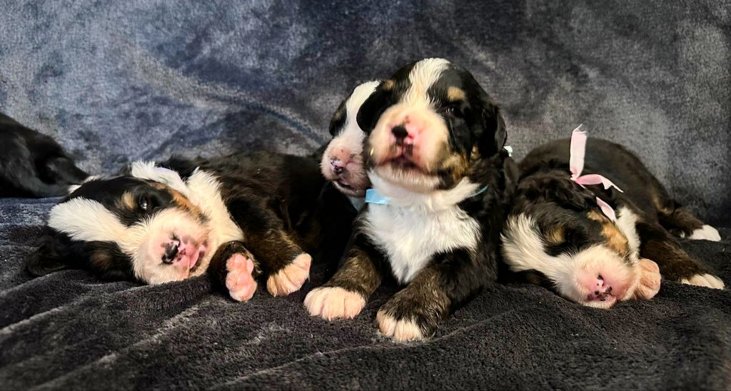 NAISSANCE CHIOT 15 MAI 2025